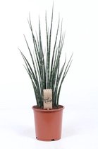 Kamerplant van Botanicly – Vrouwentongen – Hoogte: 70 cm – Sansevieria Fernwood Mikado