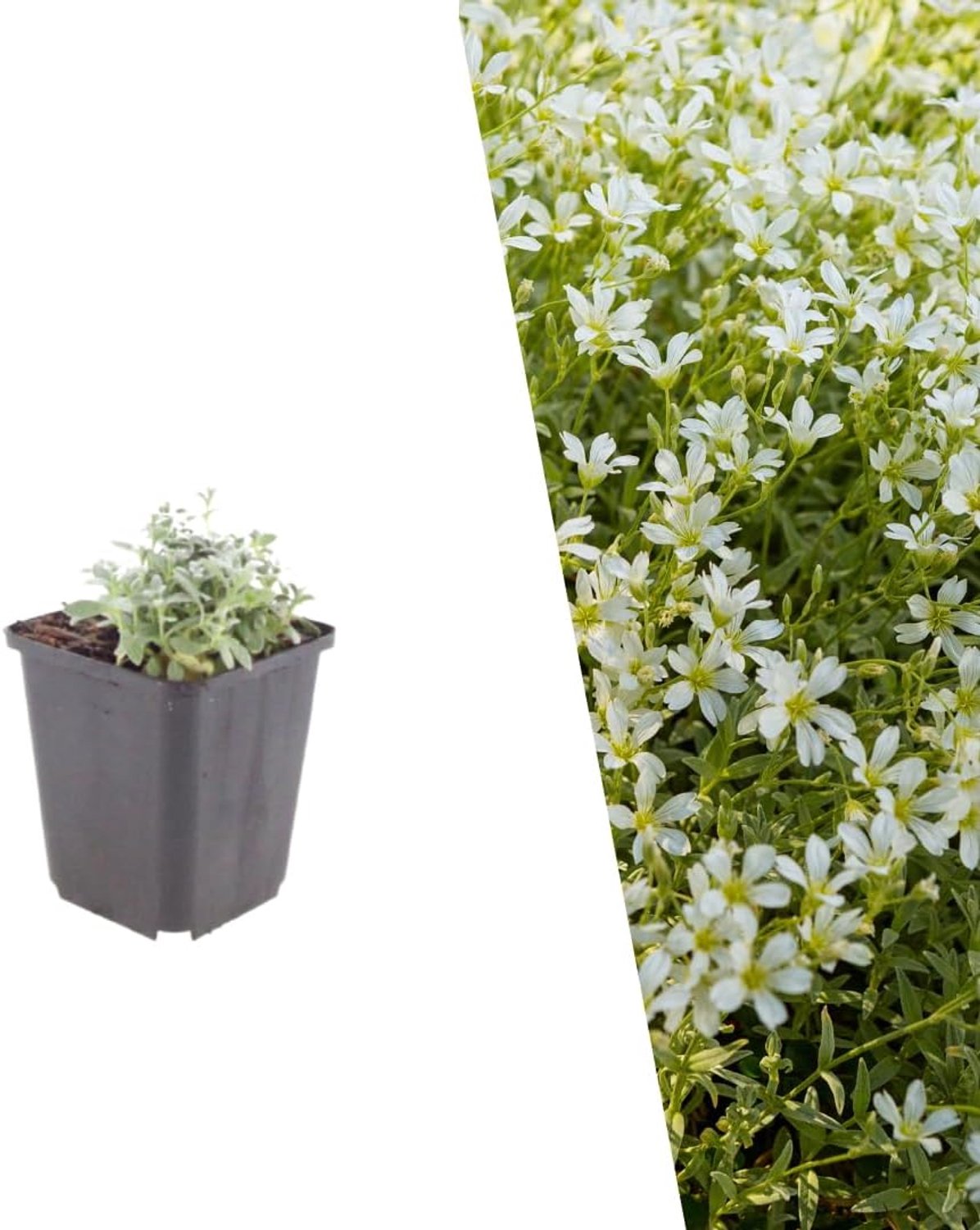 Viltige hoornbloem 12x Ø 9 cm - bodembedekker - bloei van mei-juli - aantrekkelijk voor bijen en vlinders - 12 stuks - Vemera