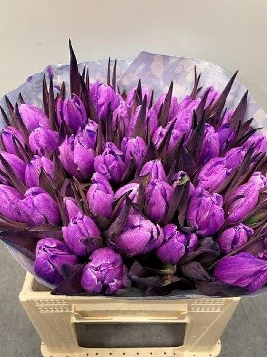 Tulpen - Milka - bos 50 tulpen - speciaal gekleurd - rechtstreek van de kweker - 40 cm lange tulp