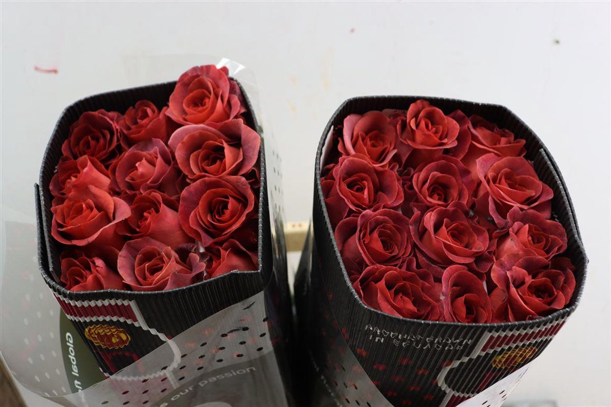 25x Rosa razzmatazz 60cm