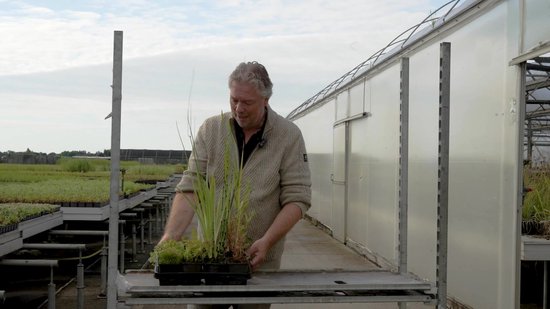 vdvelde.com - Mix van 12 Waterplanten P9 incl. Rode Dwergwaterlelie Nymphaea Pygmaea Rubra, 3 Vijvermanden en AQUA SET - Zuurstof planten - Winterhard - Insectvriendelijk