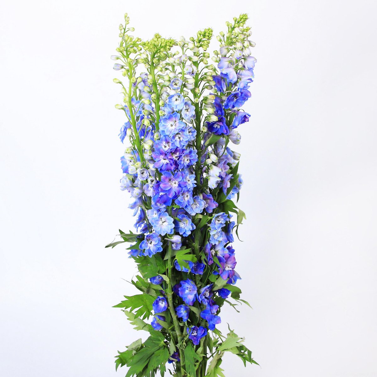 10x Delph.guardian blue du 80cm