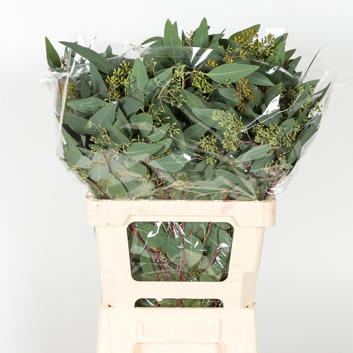 5x Sg eucalyptus pol.bes 70cm