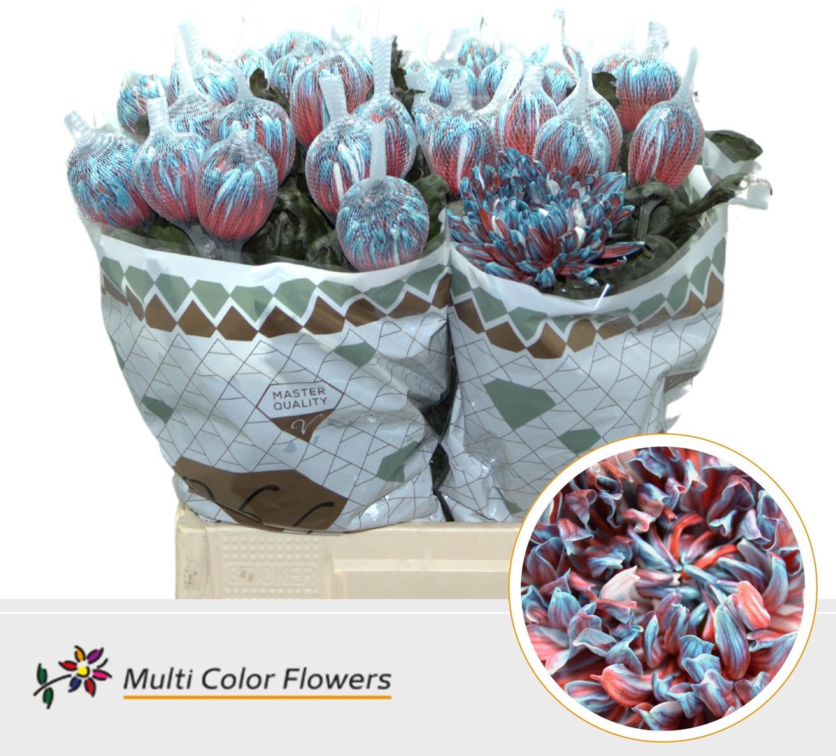 10x Chrysant antonov terra blue 70cm