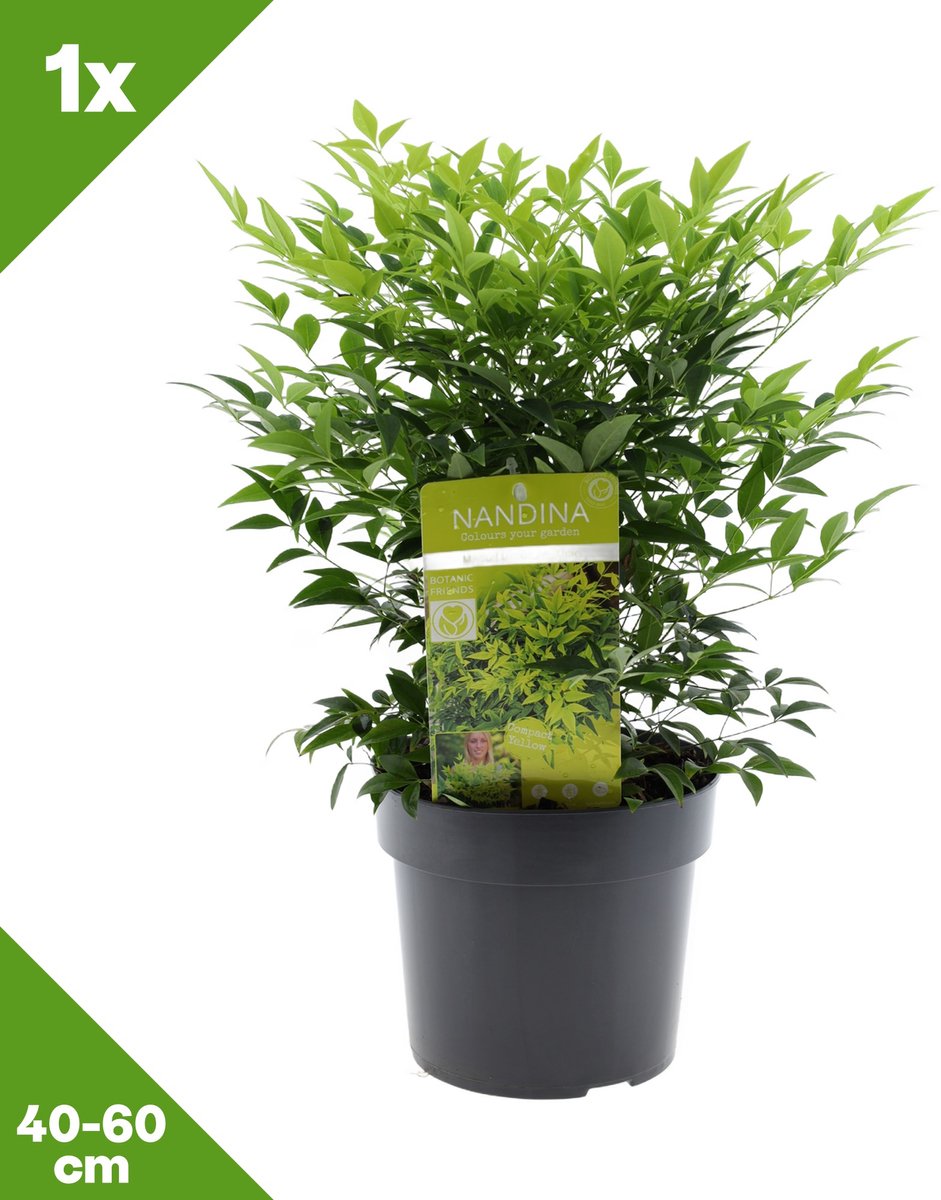 GARDENZO - 1x Nandina domestica 'Magical Lemon and Lime' (Hemelse bamboe), P19, 40-60 cm - Winterhard