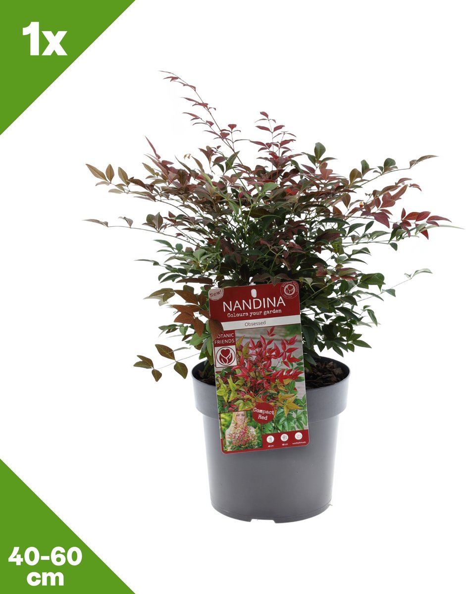 GARDENZO - 1x Nandina domestica 'Obsessed' (Hemelse bamboe), P19, 40-60 cm - Winterhard
