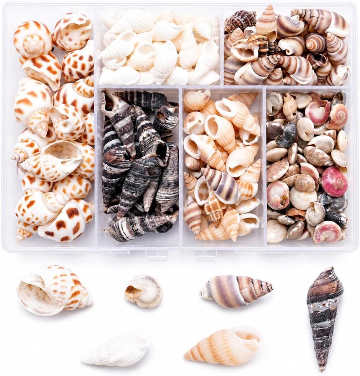 100 stuks schelpdecoratie, gemengde natuurlijke schelpen voor knutselen, strandfeesten, vaasvulling en woondecoratie