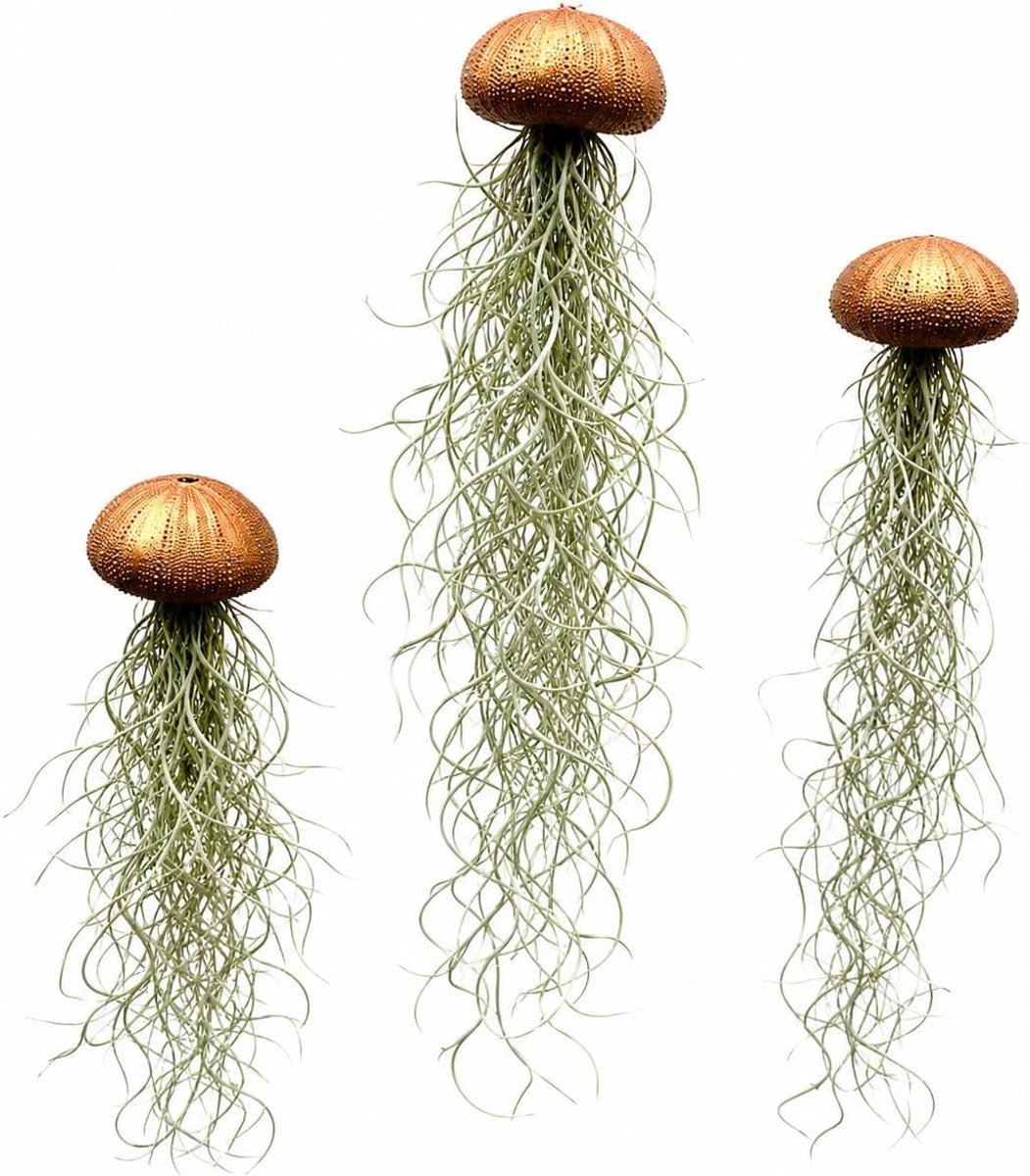 Set van 3 kwallen luchtplanten – bronskleurige zee-egels met Spaans mos (Tillandsia Usneoides) – handgemaakte hangdecoratie – planten zonder pot – Trendyairplants