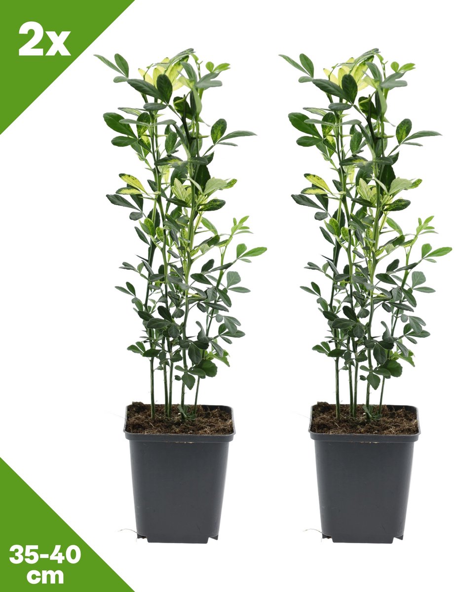 GARDENZO - 2x Citrus trifoliata (Wilde citroen), P9, 35-40 cm - Winterhard