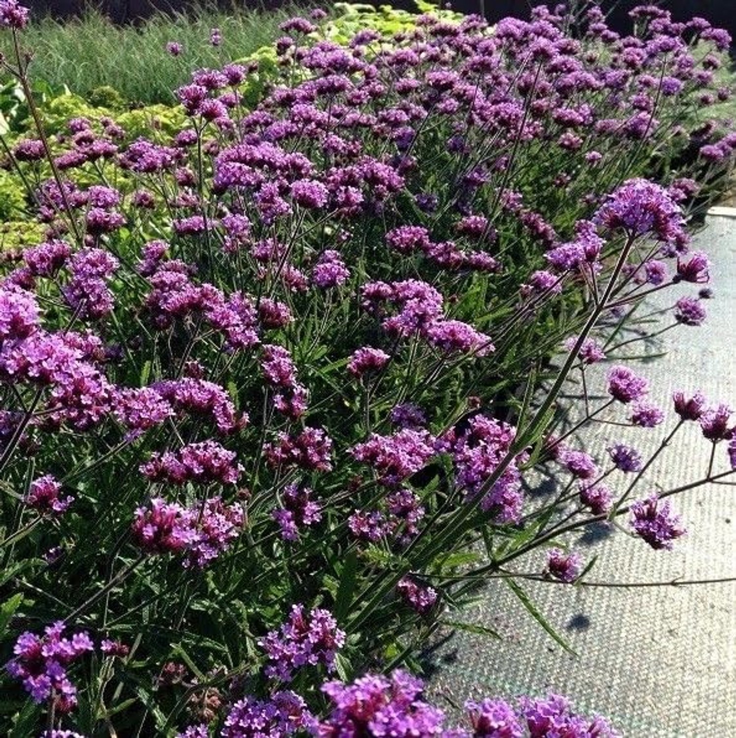 6 x Lage Verbena 'Lollipop' Paars|Roze - Tuinplanten Winterhard - IJzerhard Lollipop in 9x9cm pot met hoogte 5-10cm