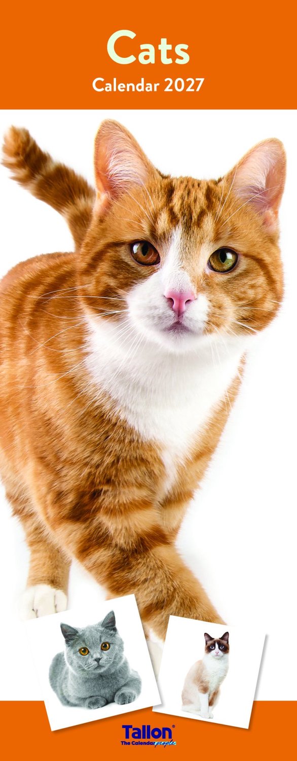 Cats & Kittens Kalender 2027 Slimline