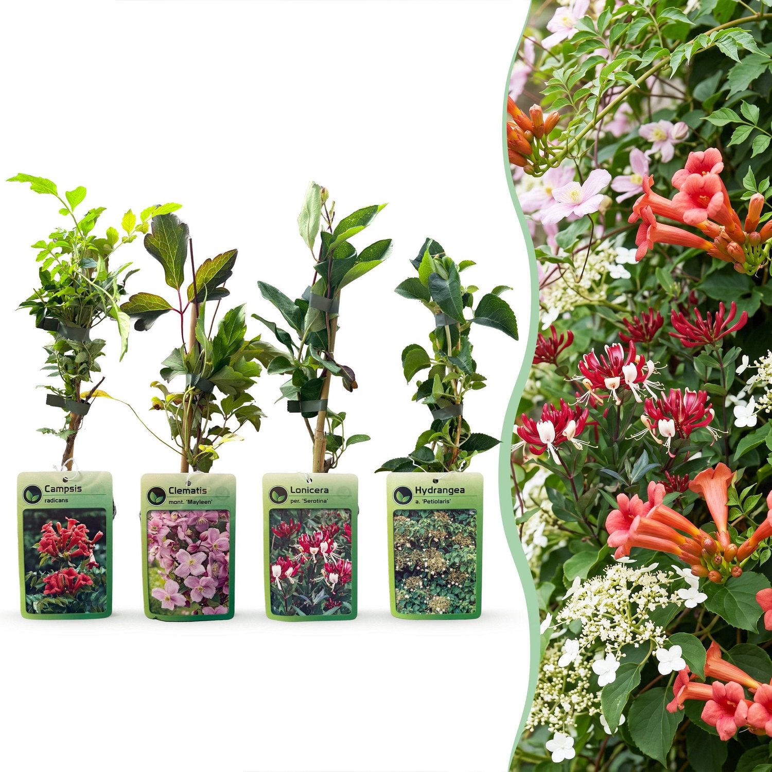 Green boutiQ - 12x Klimplanten Rainbow Colourfull - Regenboog klimplant - Licht Roze - Wit - Paars - Klimplant - Ø9cm - 35cm