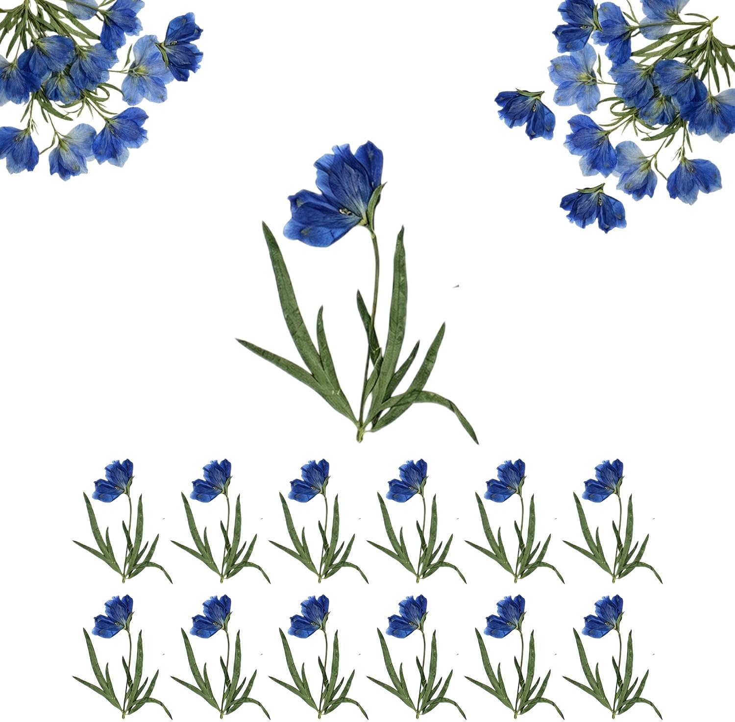 Famanu Natuurlijke gedroogde bloemen in blauw voor sieraden en kaarten