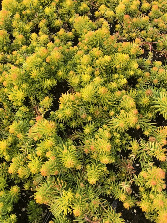 Dichtbegroeide Sedum 'Angelina' vetplanten met heldergroene tot oranjegeel gekleurde vlezige bladeren.