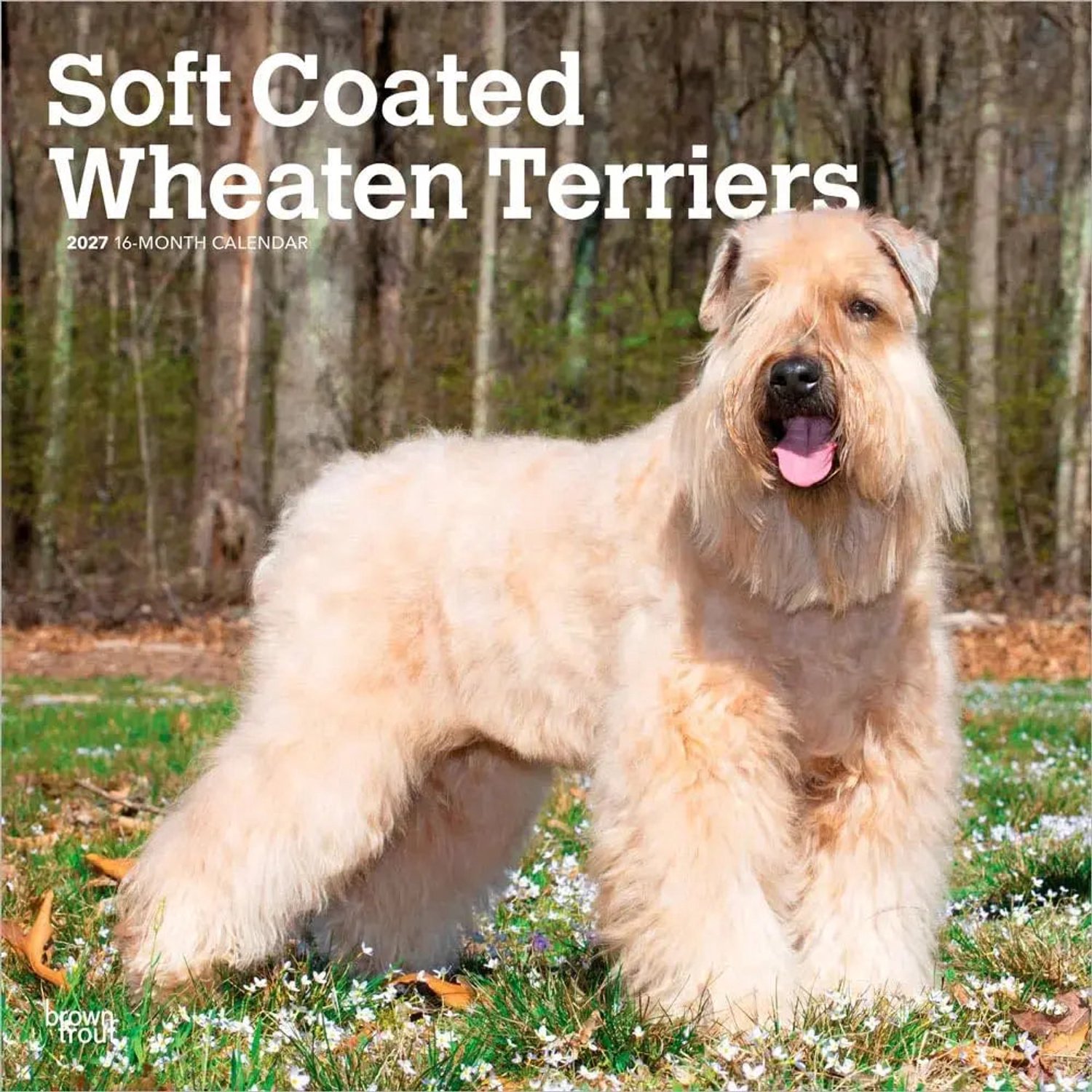 Softcoated Wheaten Terrier Kalender 2027