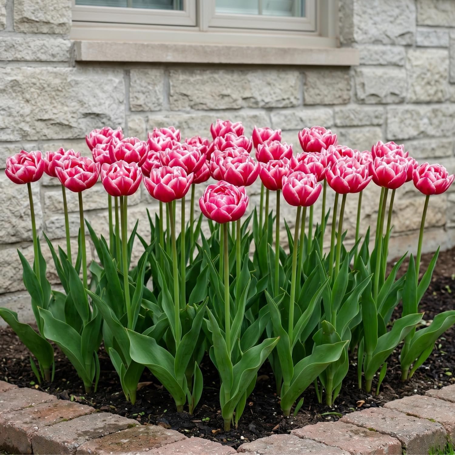 Dubbele tulpbollen 20 stuks - Red-White Passion - winterhard en meerjarig - verfraai uw tuin - ServiceTopper