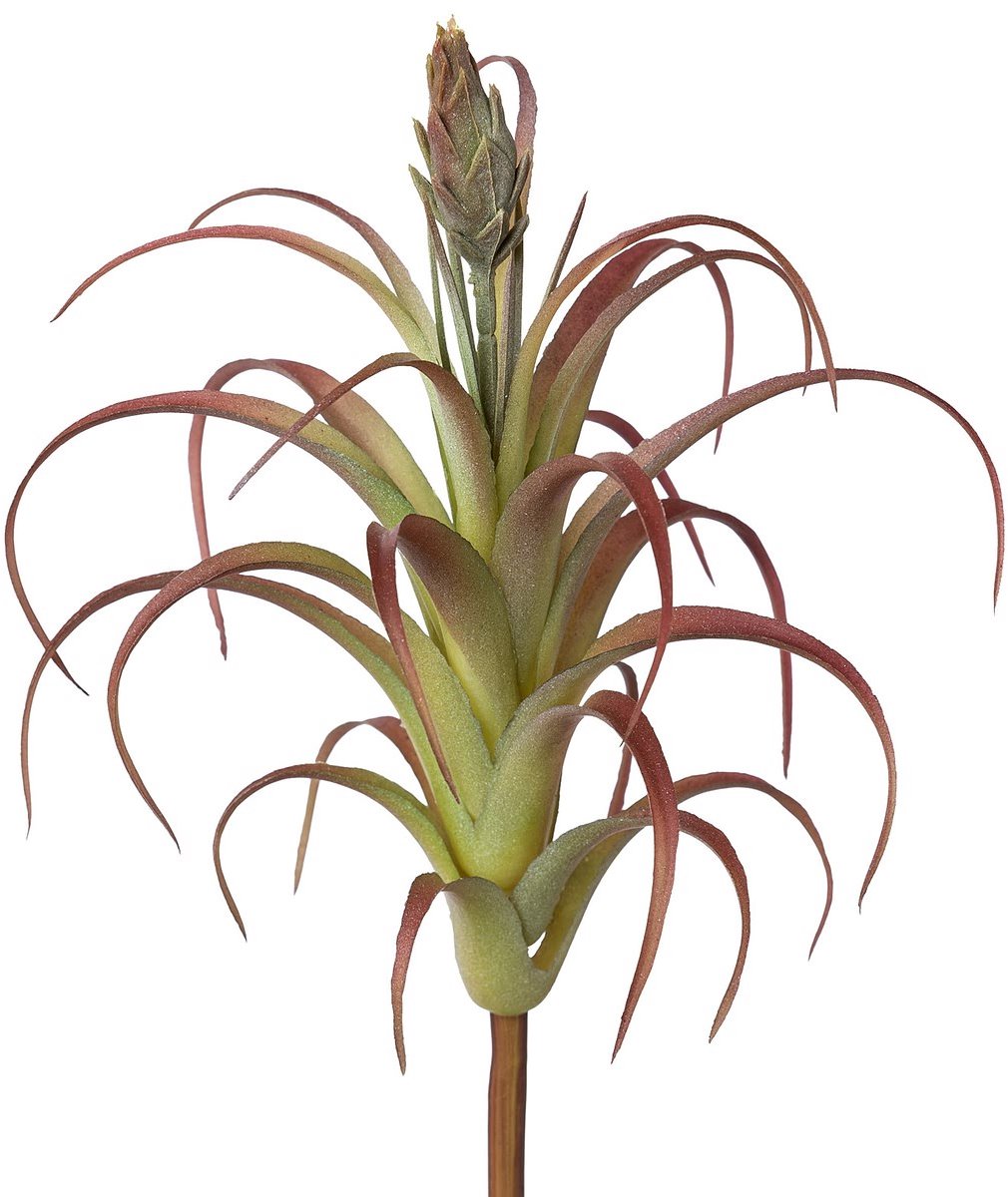Gasper tillandsia groen-rood met knop 22 cm - kunstplant