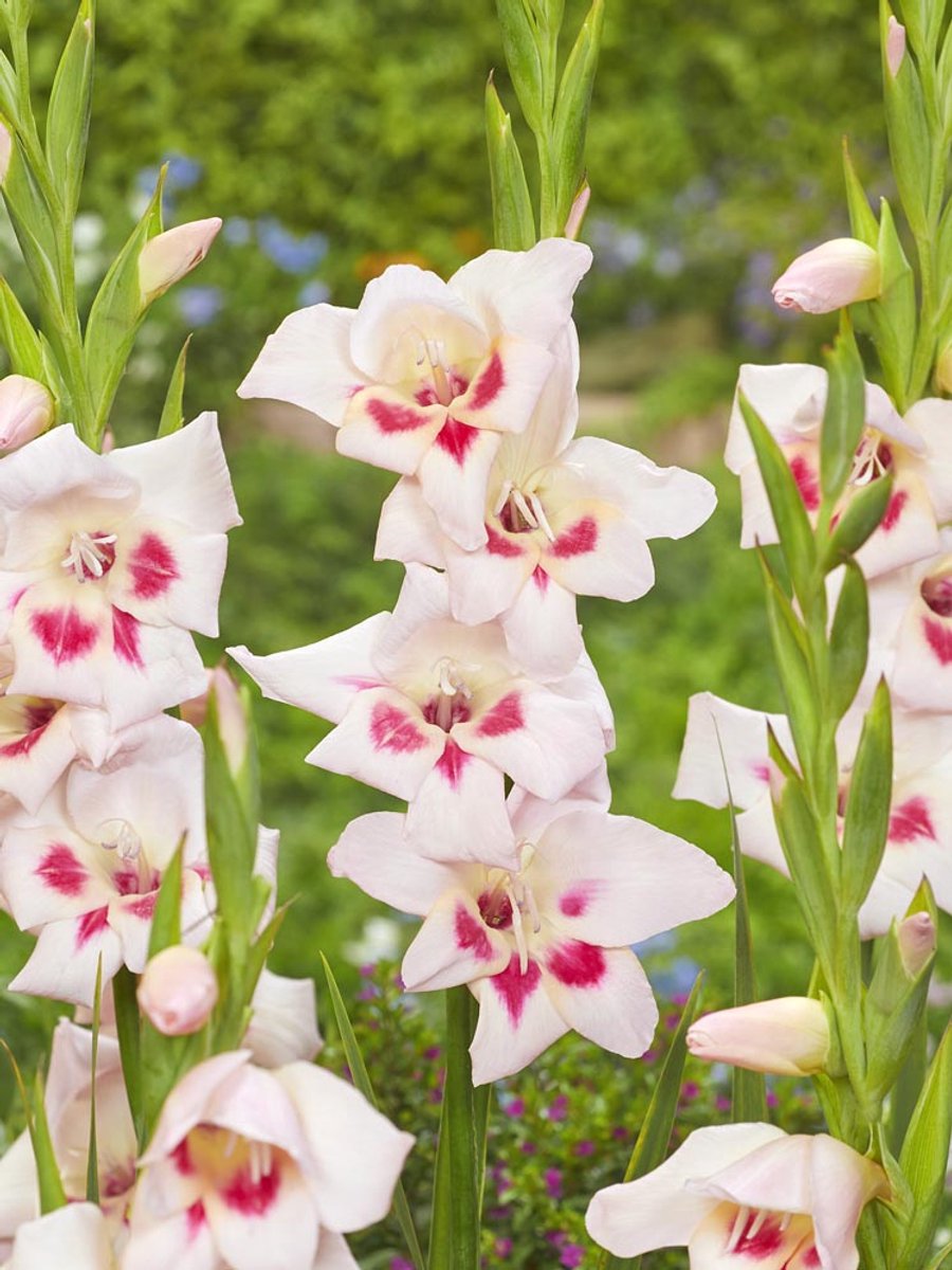 20x Gladiolen 'Elvira nanus' - BULBi® Bloembollen met bloeigarantie
