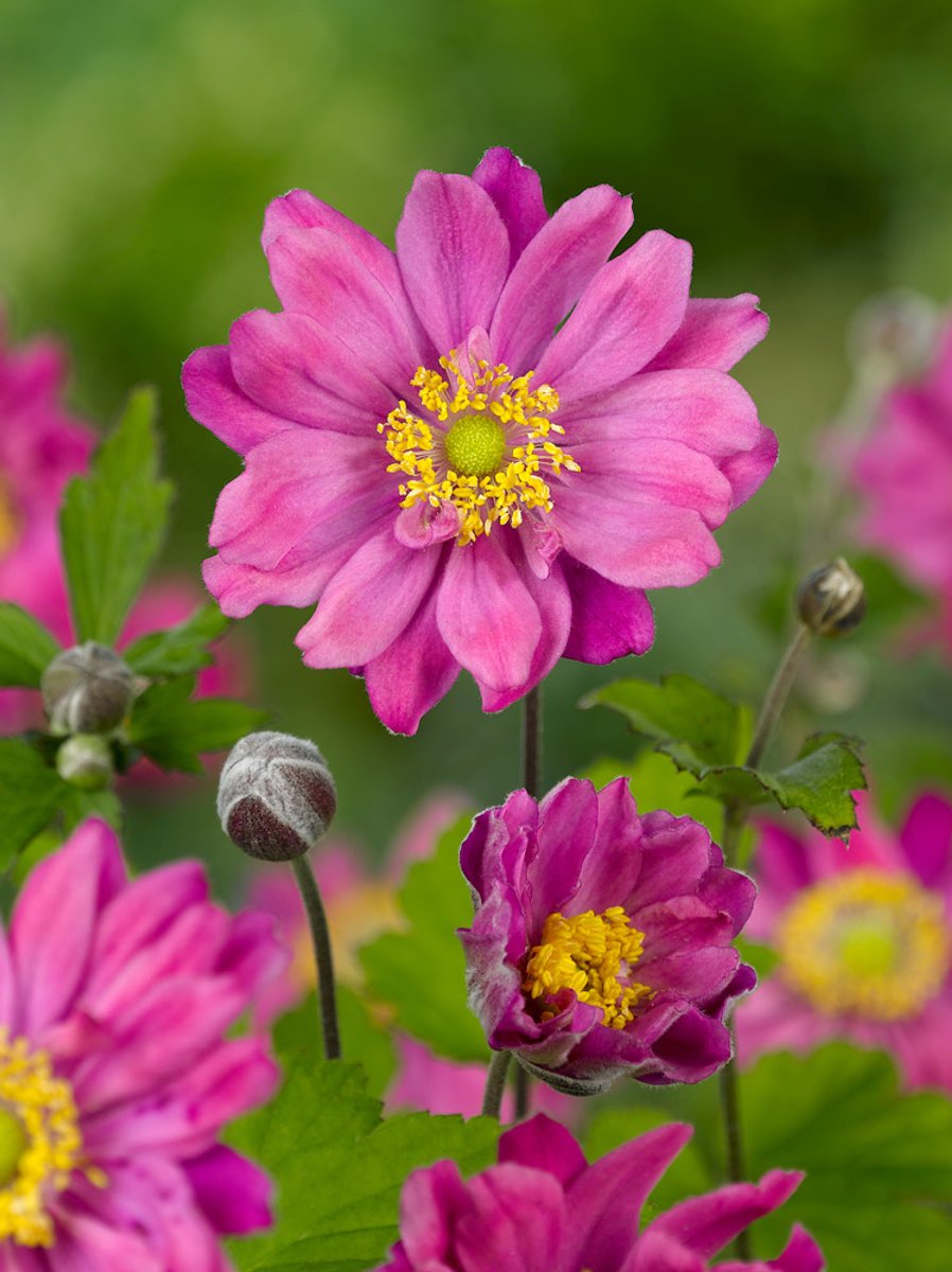 12x Anemoon 'Pamina pink' - BULBi® Bloembollen met bloeigarantie