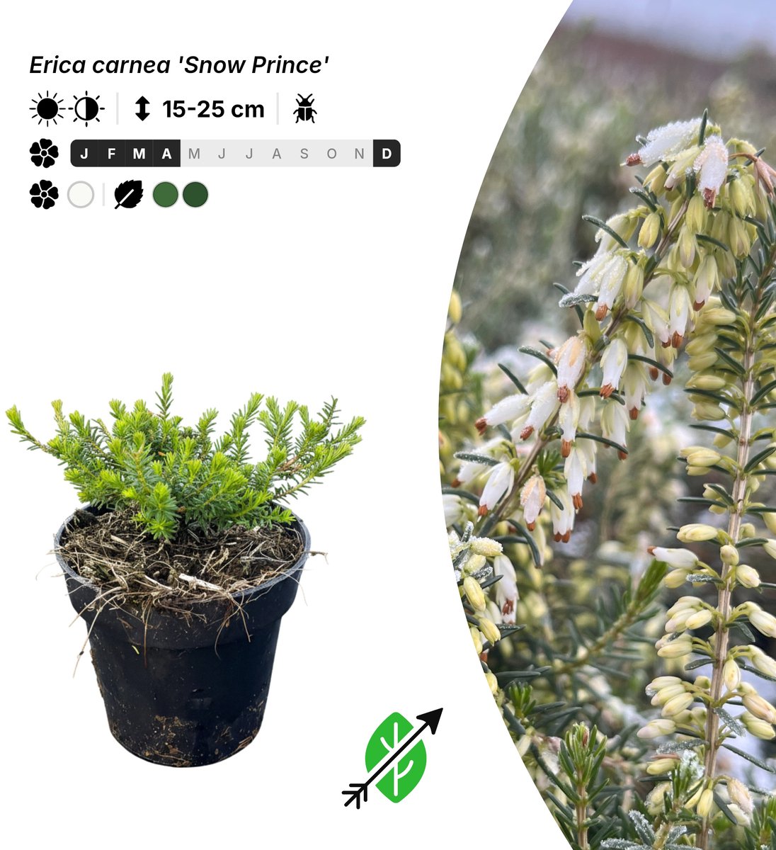 Singleplants - 20x Erica carnea 'Snow Prince' - Pot P9,5 - bodembedekker - winterhard tot -25°C
