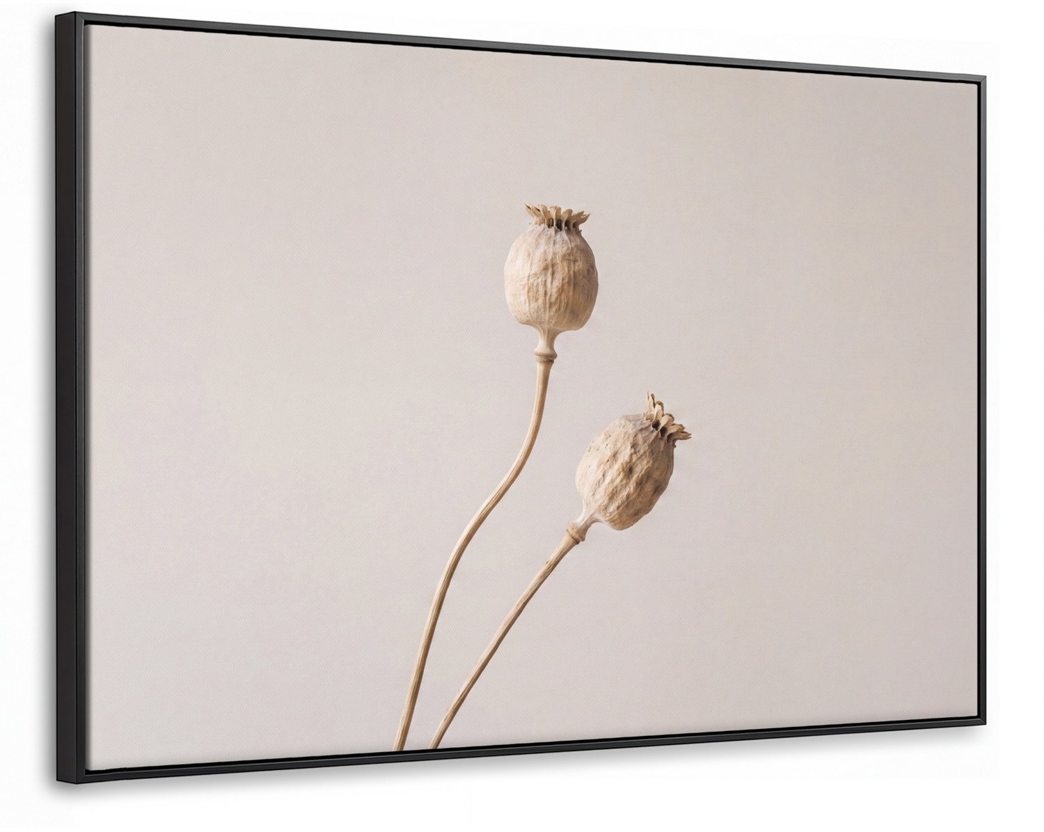 Canvas Schilderij met Baklijst XXL Canvas Schilderij met Baklijst 120x80cm - Papaverbollen - Droogbloemen - Minimalistisch - Beige - Rustig - Muurdecoratie woonkamer - Slaapkamer decoratie - Kamer accessoires - Schilderijen op canvas met lijst groot