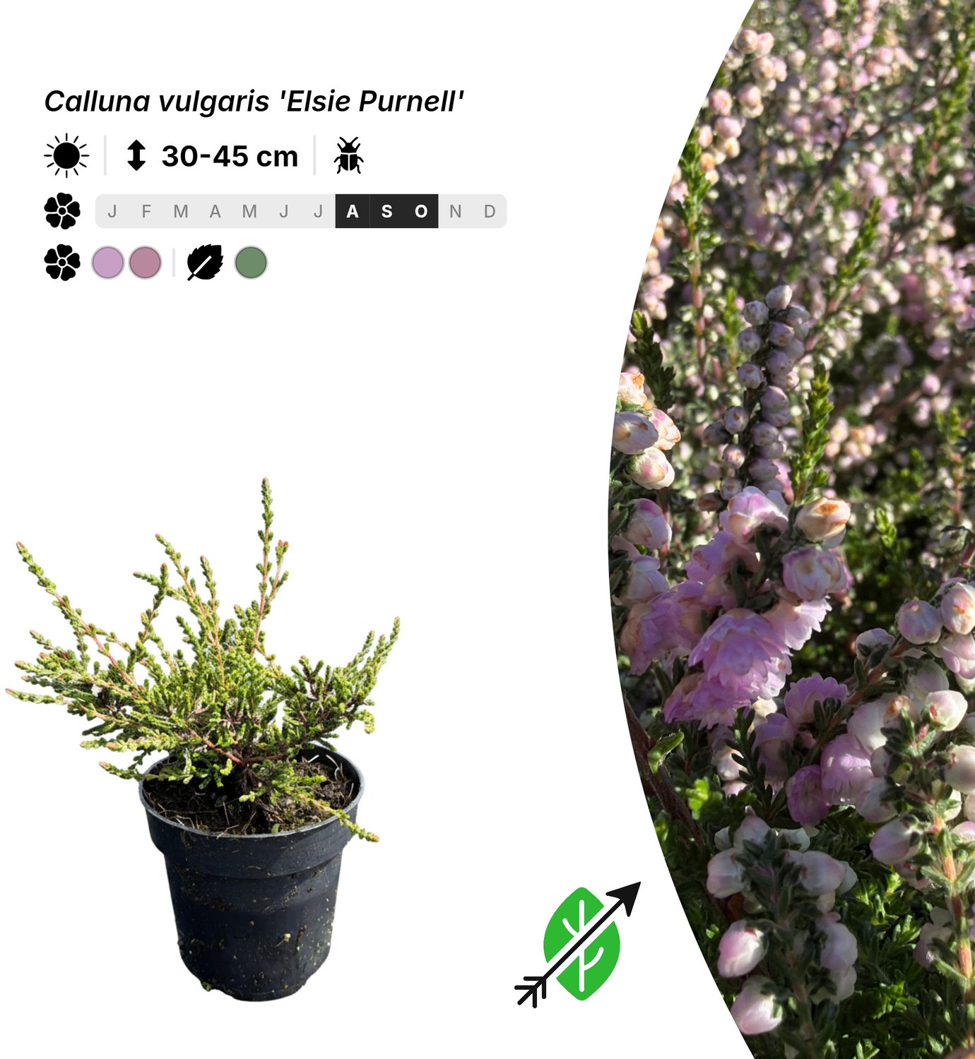 10x Calluna vulgaris 'Elsie Purnell' - Pot P9,5 - bodembedekker - winterhard tot -20°C - Singleplants