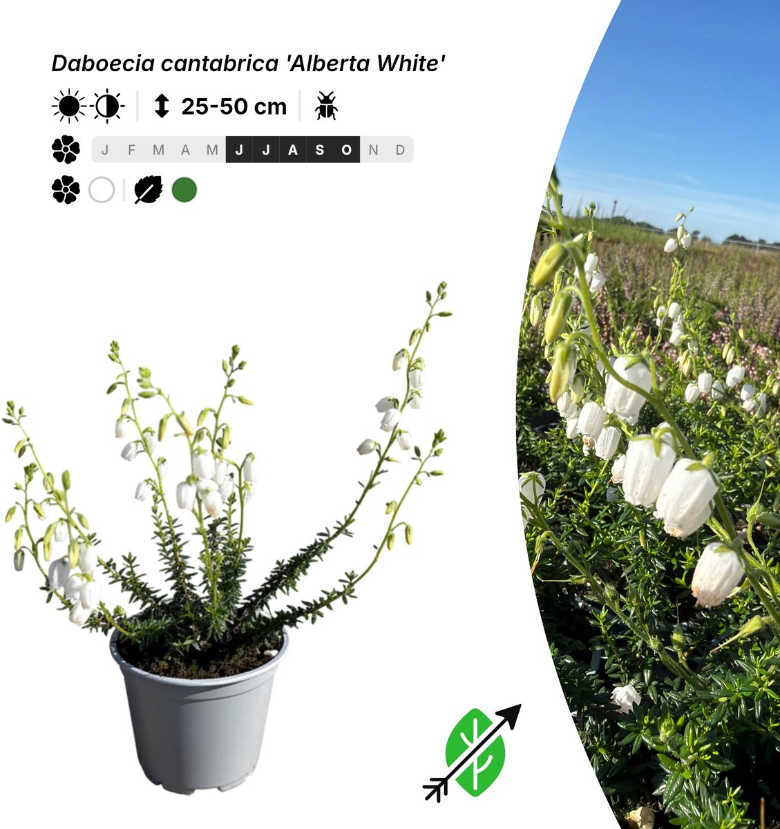Singleplants - 20x Daboecia cantabrica 'Alberta White' - Pot P10,5 - bodembedekker - in bloeiperiode