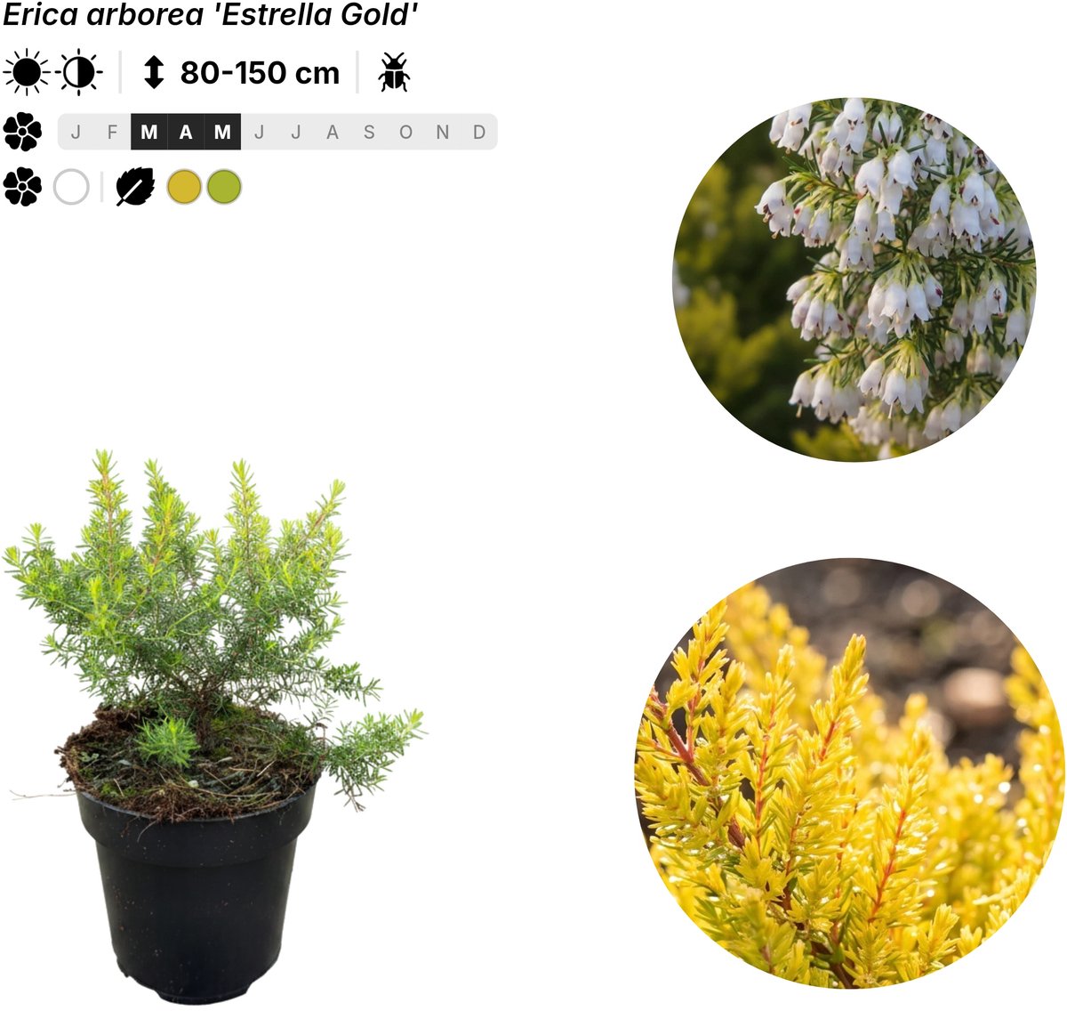 Singleplants - 6x Erica arborea 'Estrella Gold' - Pot P9,5 - winterhard tot -12°C