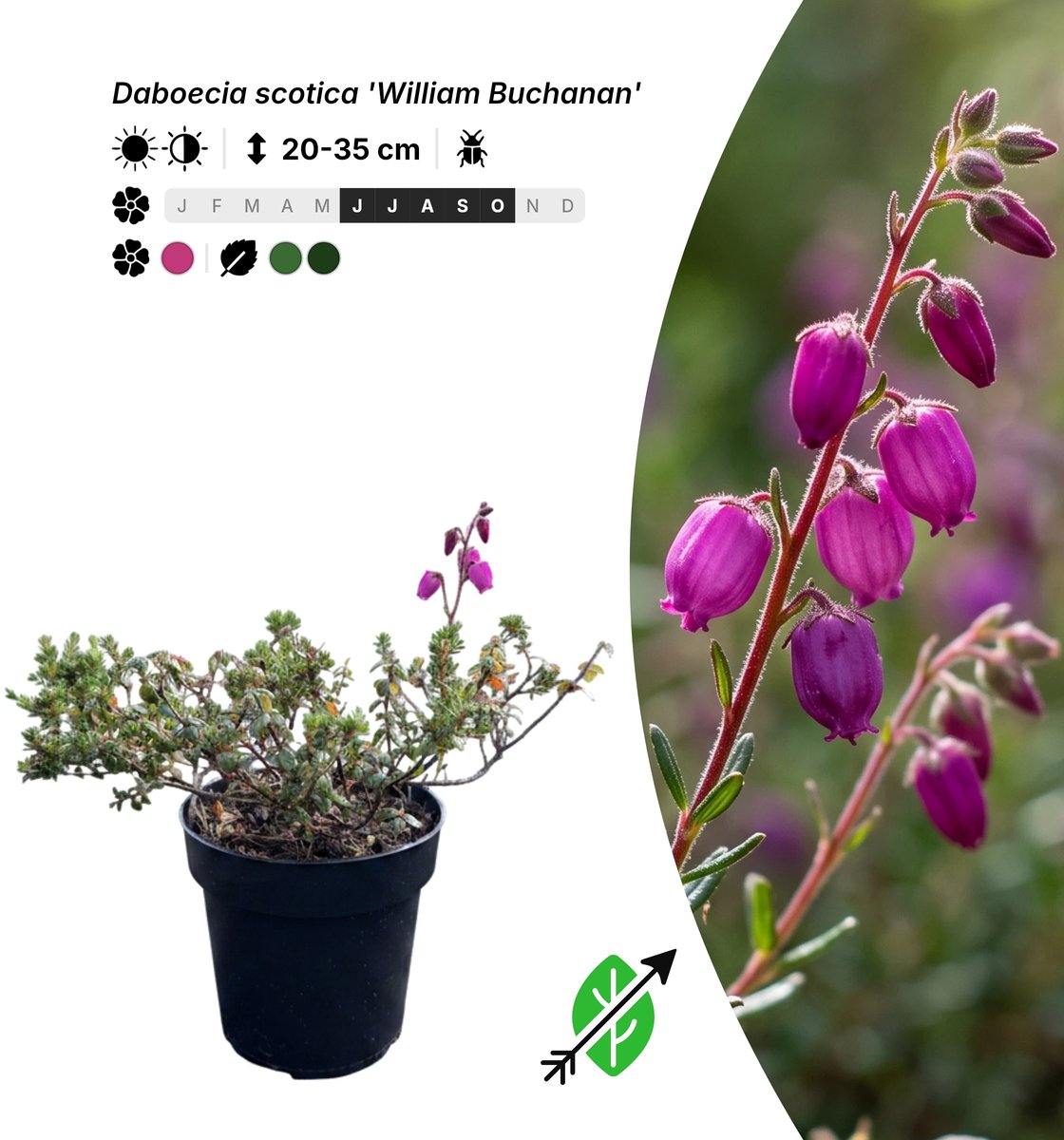 Singleplants - 20x Daboecia scotica 'William Buchanan' - Pot P9,5 - bodembedekker - in bloeiperiode