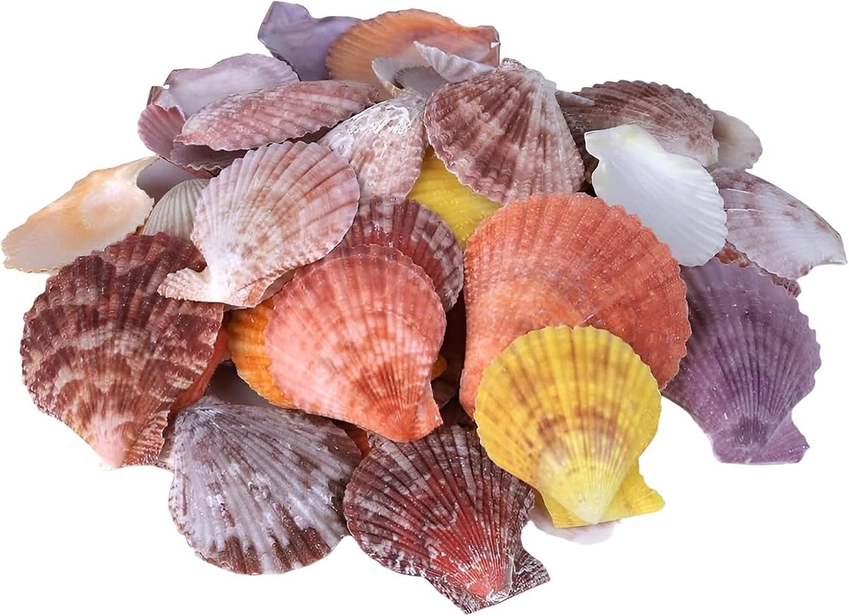 500 g Jakobsschelp, natuurlijke schelpen, decoratie, gekleurde sint-jakobsschelpen, maritieme hangdecoratie, gekleurd, bruiloftsdecoratie, 4-7 cm, ongeveer 100
