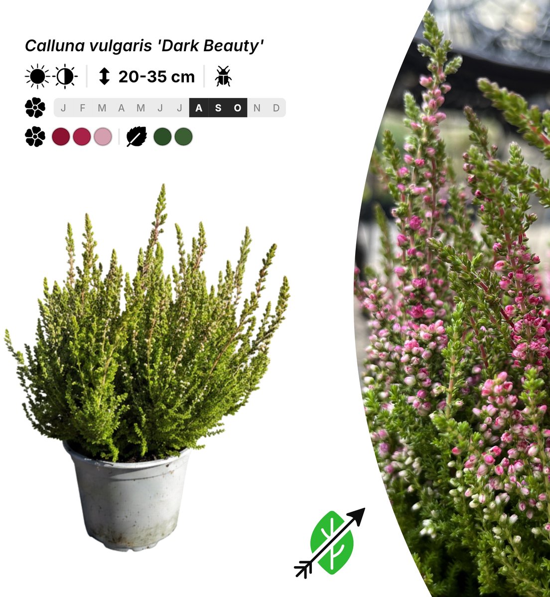 Singleplants - 10x Calluna vulgaris 'Dark Beauty' - Pot P10,5 - bodembedekker - in bloeiperiode