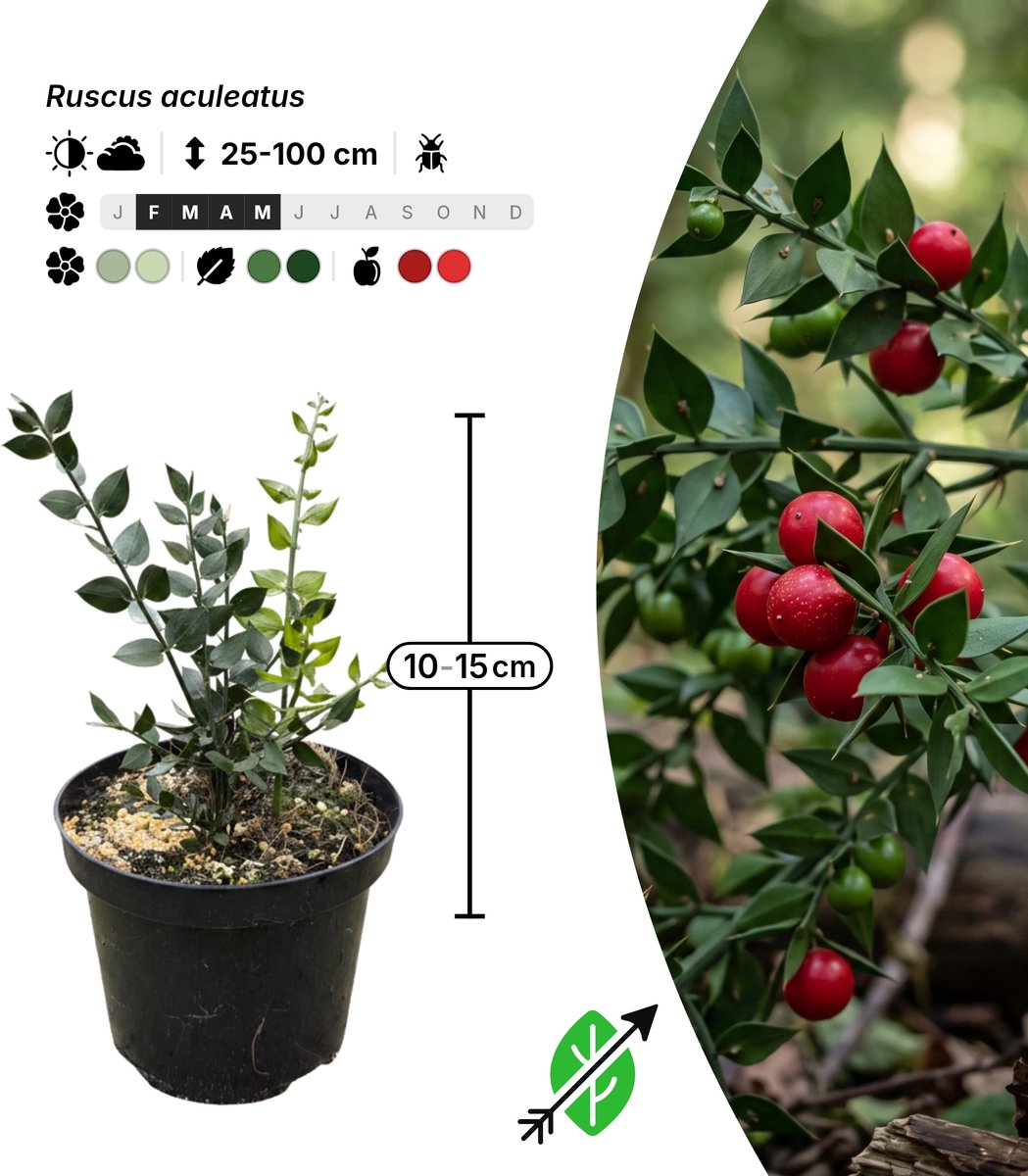 Singleplants - 1x Ruscus aculeatus - Pot C1.5 - bodembedekker - winterhard tot -15°C