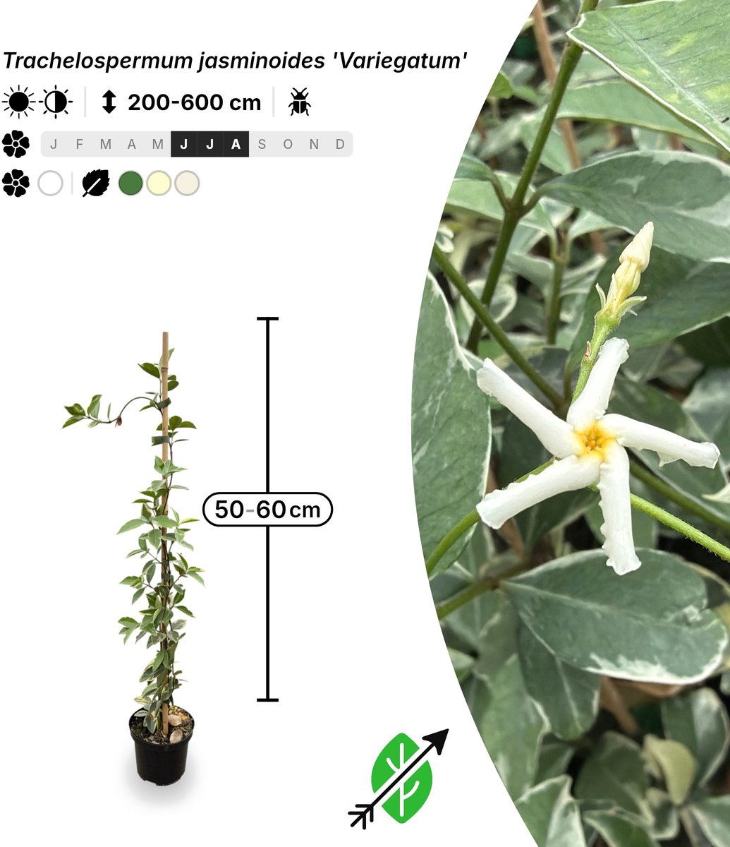 Singleplants - 18x Trachelospermum jasminoides 'Variegatum' - Pot C1.5 - klimplant - winterhard tot -10°C