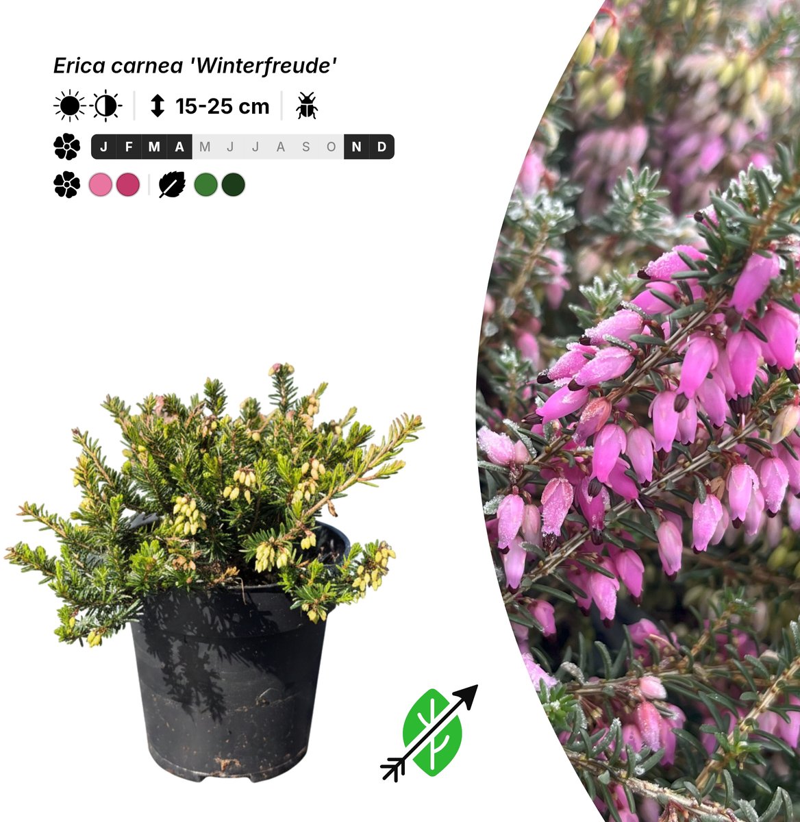 Singleplants - 6x Erica carnea 'Winterfreude' - Pot P9,5 - bodembedekker - winterhard tot -28°C
