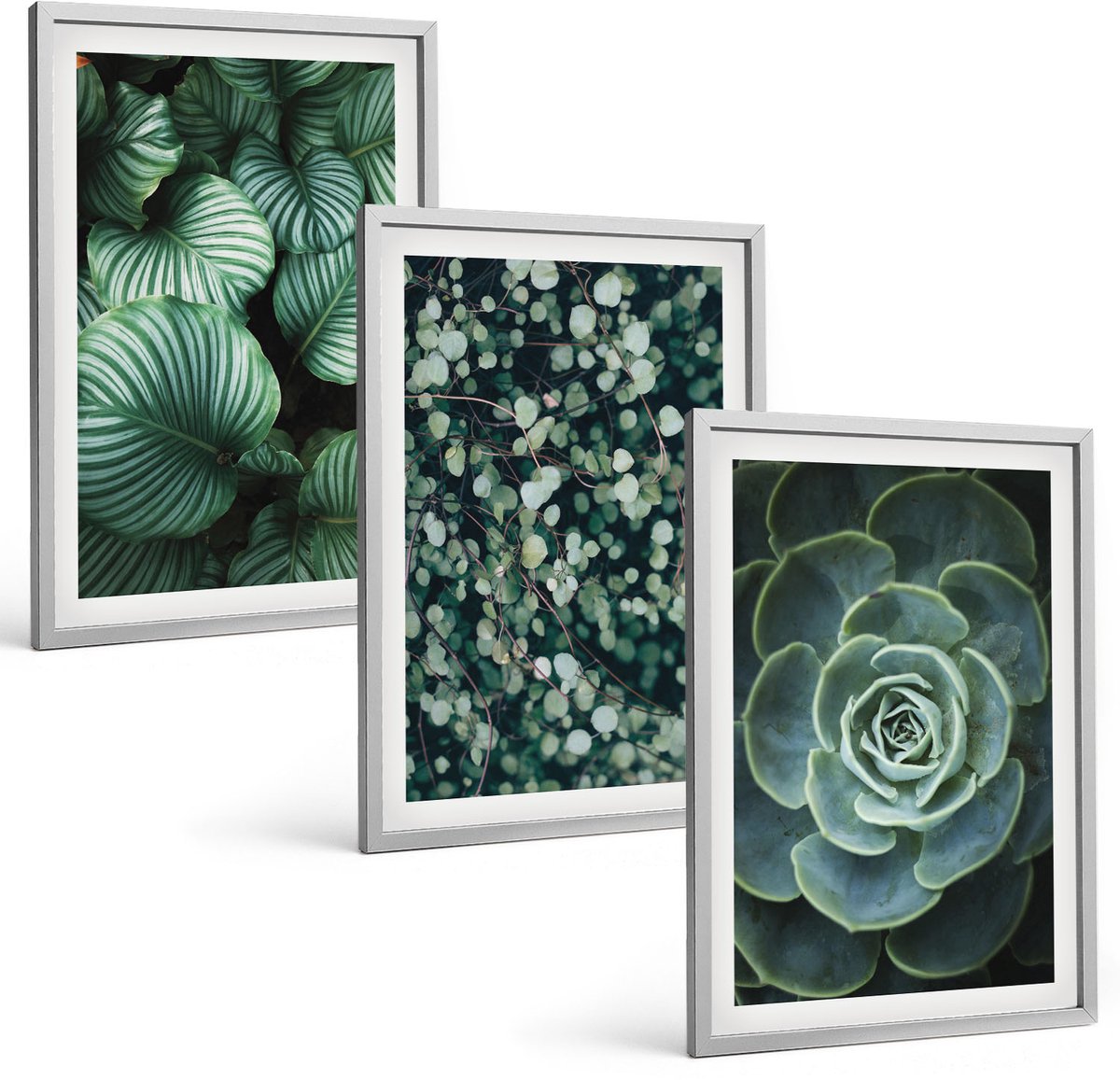 Coloray 3-Delige Schilderij Set - Groene Bladplanten En Stijlvolle Vetplanten - 40 x 60 cm - Wanddecoratie - Woonkamer Decoratie - Muurdecoratie