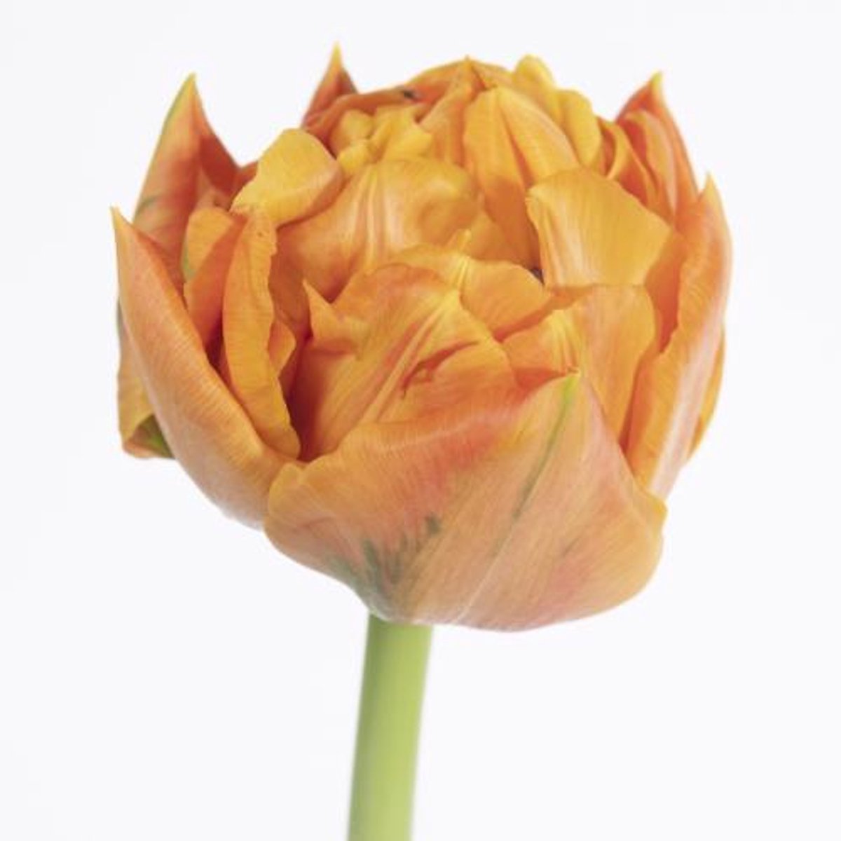 50x Tulipa valdivia du 40cm