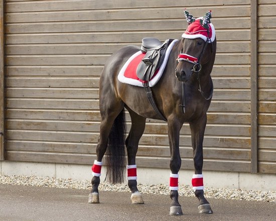 Een bruin paard in kerstoutfit met rode beenbanden, deken en hoofdstel.