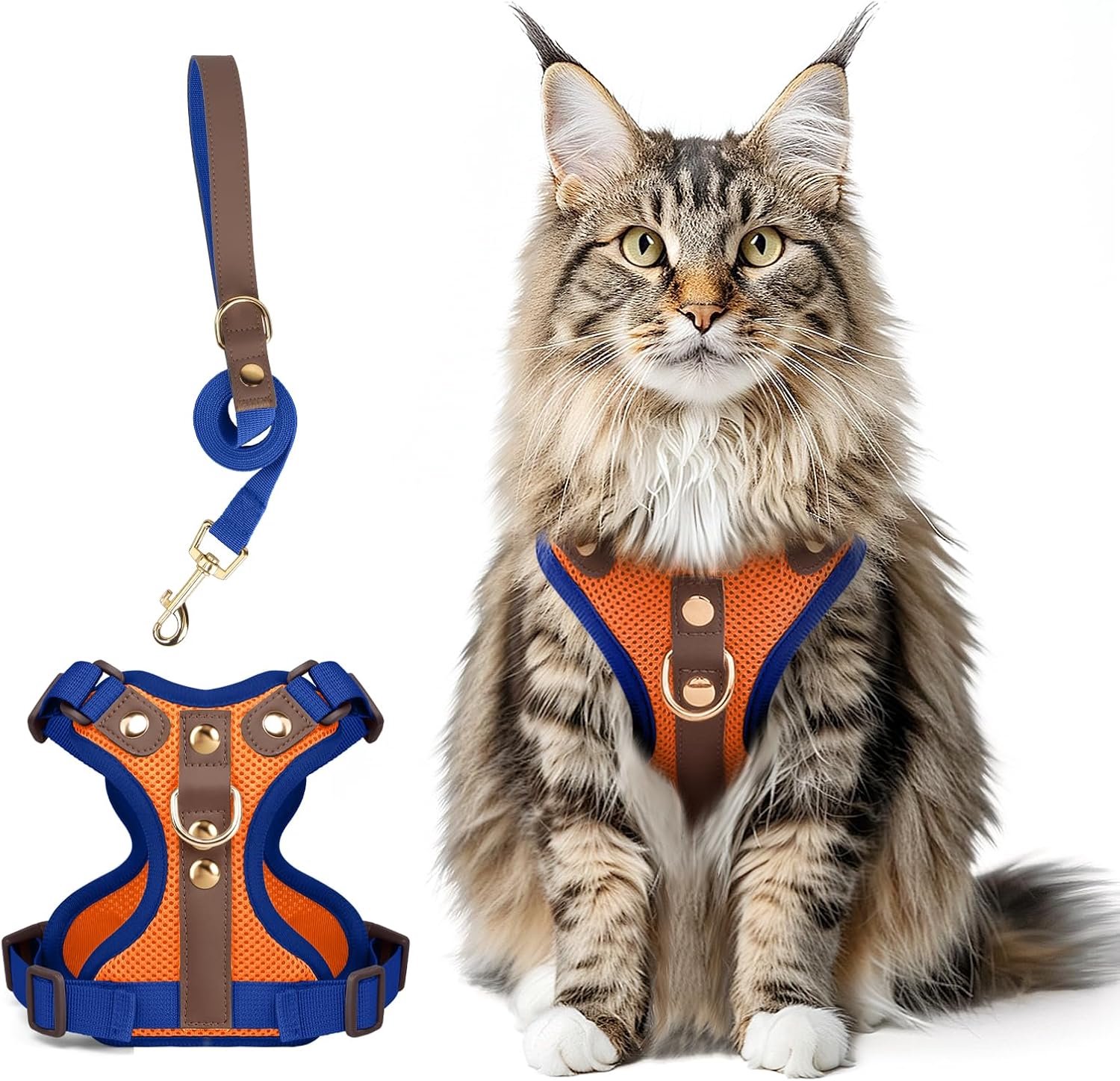 Kattengroot met lijn, lederen vest, oranje + blauw, S
