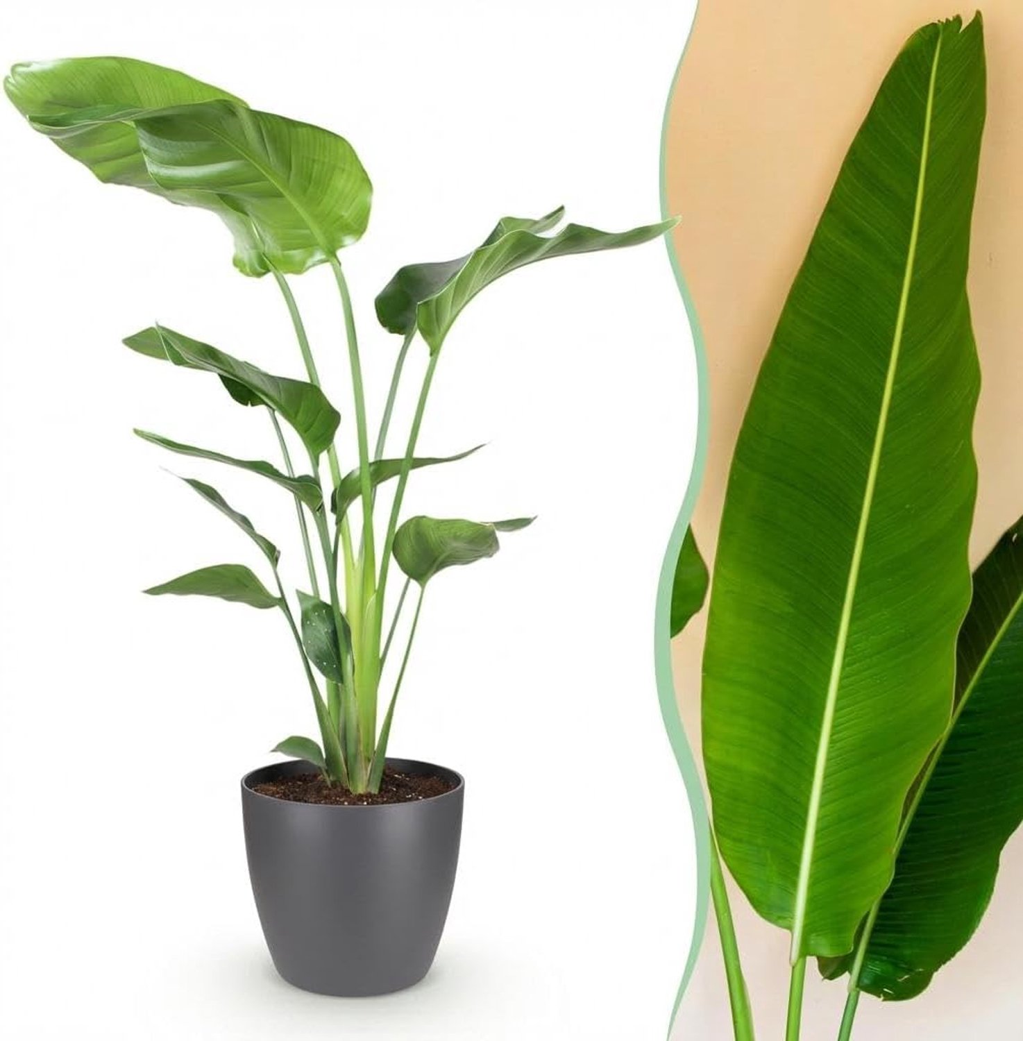 Nicolai - Paradijsvogelbloem - Weinig onderhoud - Groen - met Potter Grijs - 110-120cm - Ø21cm - Kamerplant - Arrangement - Plant met pot