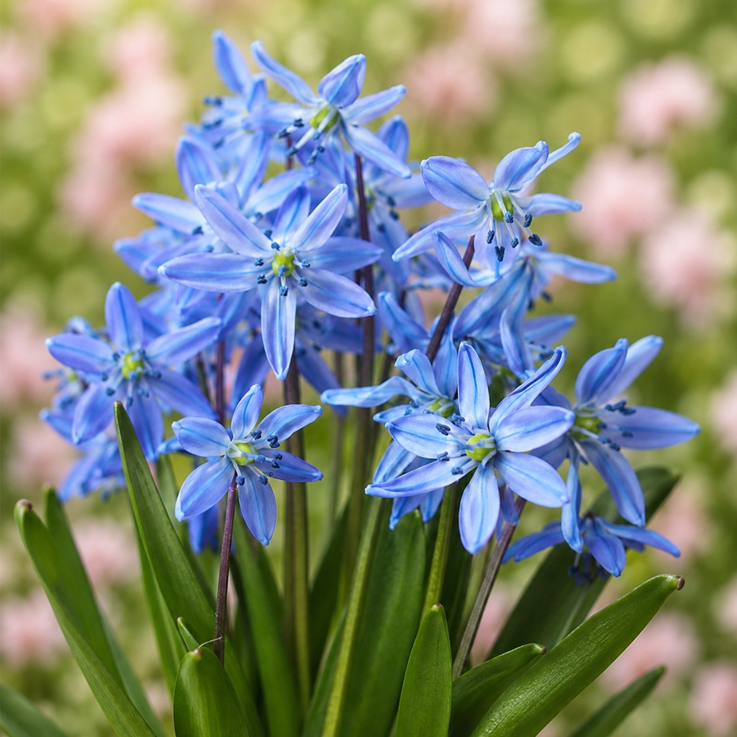 Hyacinten Scilla Siberica 20 stuks – Blauwe Sterhyacint – 1-25 cm – Voorjaarsbloeier – Met Juten Zakje, Schepje en Plantinstructie