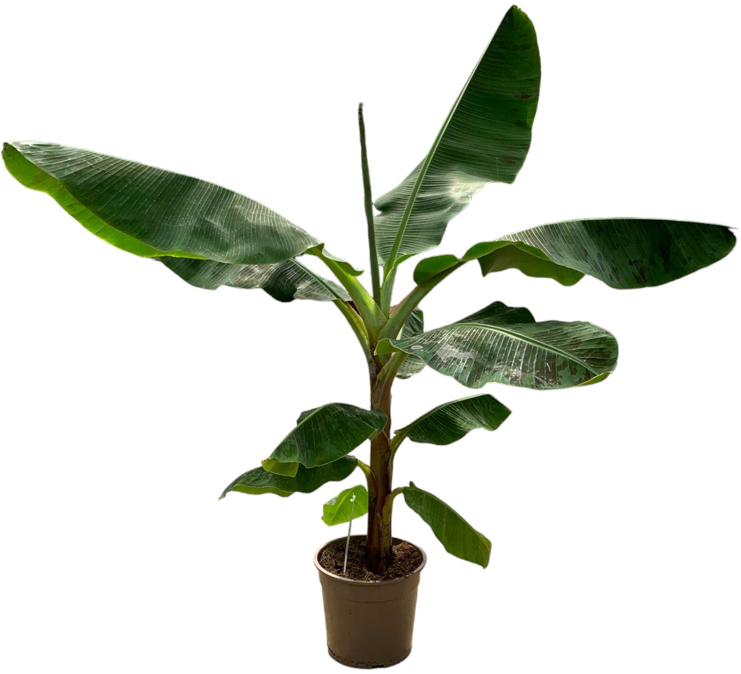 Trendyplants - Musa - Bananenplant - Kamerplant - Hoogte 140-160 cm - Potmaat Ø27cm