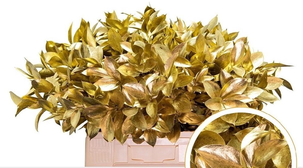50x Sg ruscus goud 60cm