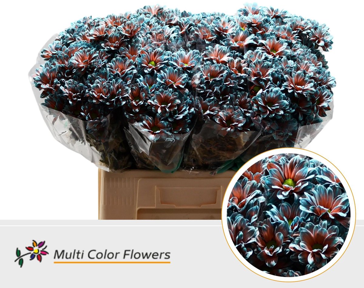 10x Chrysant overig 60cm