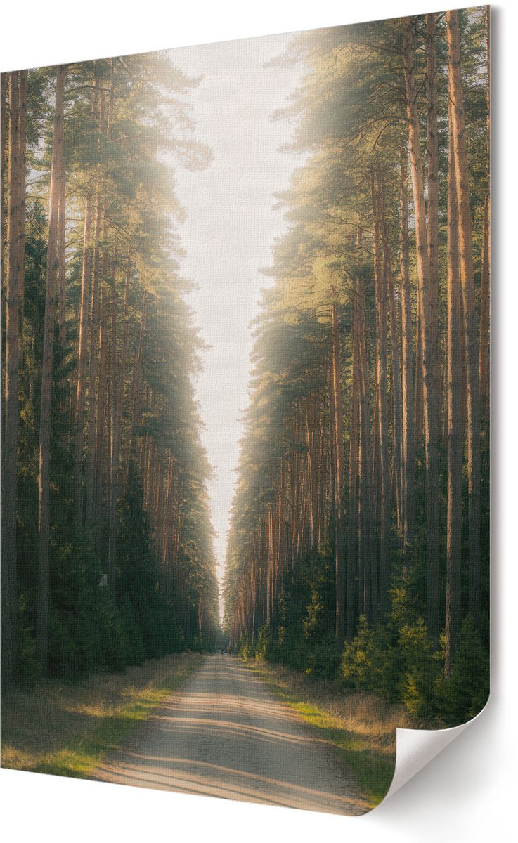 Coloray Polycanvas Wandposter - Bosweg, Fotografie - 594 x 840 - Groen Poster - Rechthoek - Interieurdecoratie - Kantoor - Klassiek
