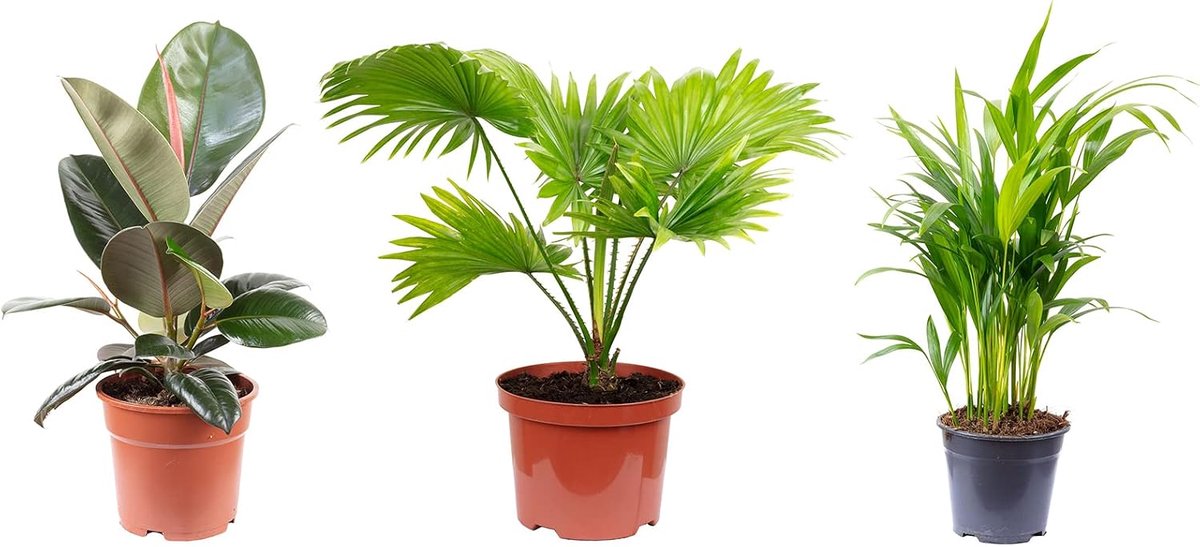 Set van 3 echte kamerplanten, goud-fruitpalm, Livistonia, rubberboom - hoogte ca. 50-60 cm, pot Ø 14/17 cm