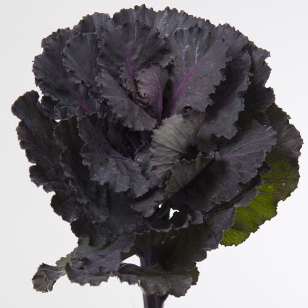 10x Bras.black leaf 70cm