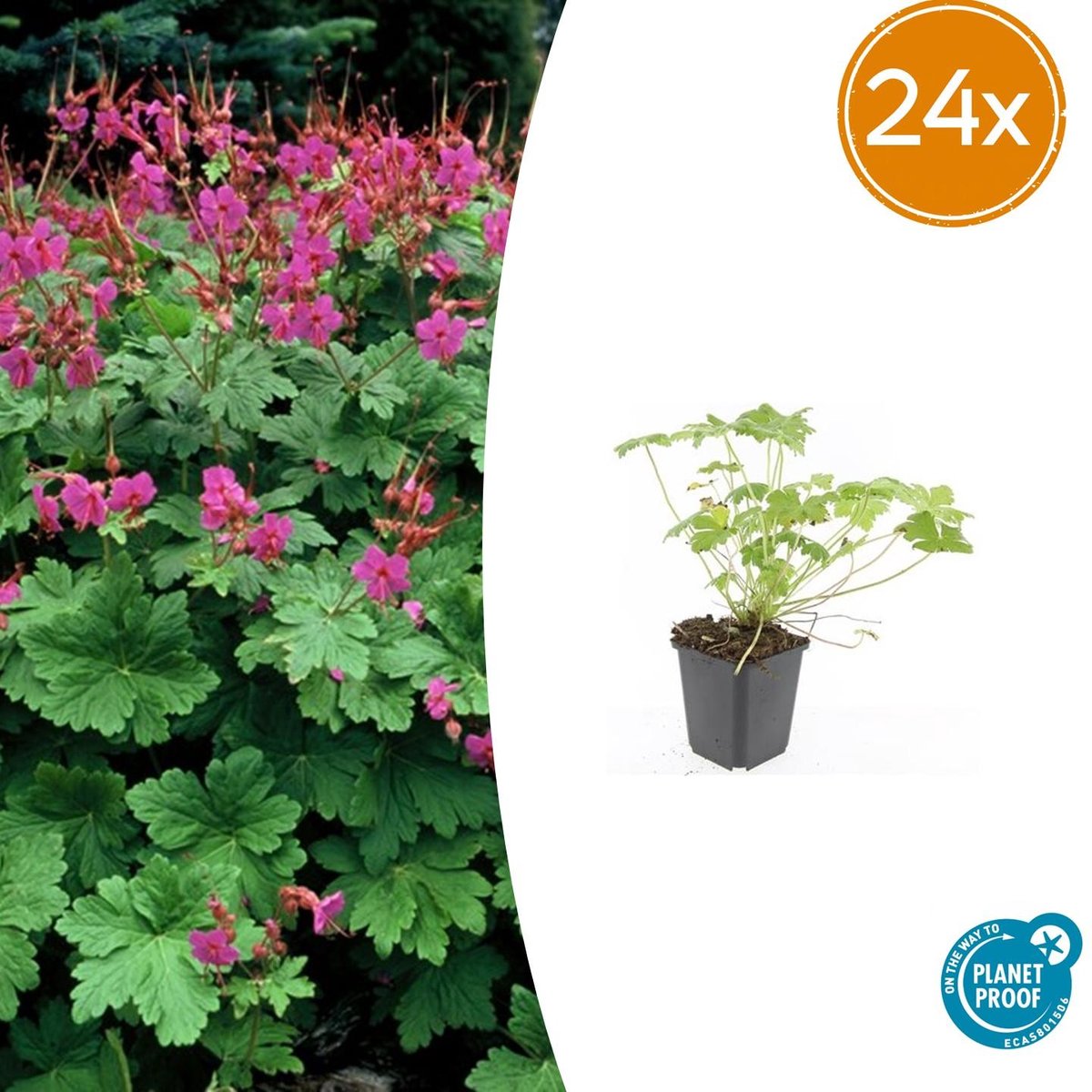 Trendyplants - Geranium macrorrhizum 'Czakor' - 24 stuks - Ooievaarsbek - Winterhard - Hoogte 10-30 cm - Potmaat Ø9cm