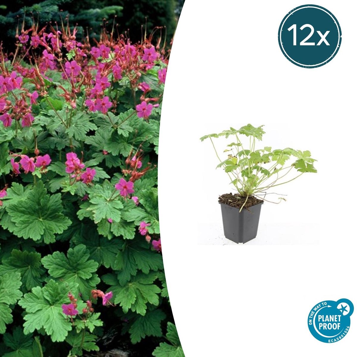 Trendyplants - Geranium macrorrhizum 'Czakor' - 12 stuks - Ooievaarsbek - Winterhard - Hoogte 10-30 cm - Potmaat Ø9cm