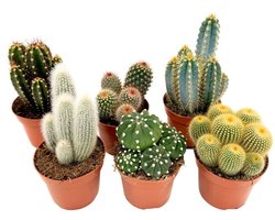 Plant in a Box - Cactusmix - Set van 6 - Cactus - Hoogte 15-20cm - ⌀10,5cm
