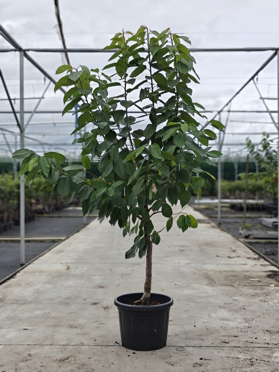 Prunus avium - Oude Kersenboom 'Sylvia' - Onderstam Colt - 45L pot - ca. 2m